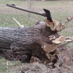 AXE and the ROOT AXE and the ROOT