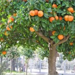 Orange_Tree Orange_Tree