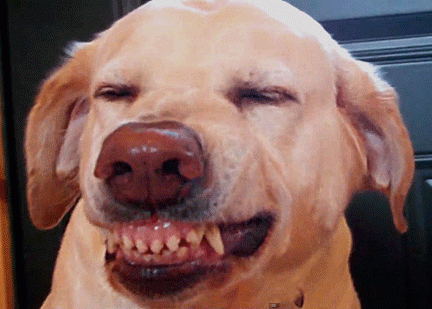 guilty dog